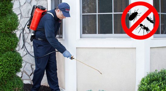 Bingöl Kemirgen İlaçlama böcek ilaçlama ve haşere kontrolü — ilaclama-tr.com
